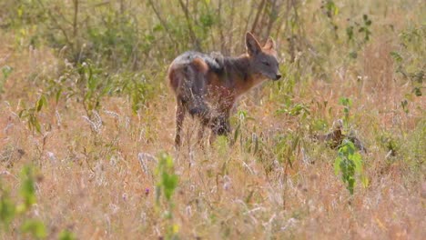 black-backed jackal in african grassland