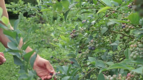 Mano-Masculina-Recogiendo-Arándanos-Maduros-De-La-Planta-De-Bayas,-Zoom-De-Cámara-Lenta