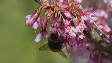 Wild-Bumblebee-Collecting-Pollen-of-pink-flower-in-Wilderness-during-sunlight,-macro-view