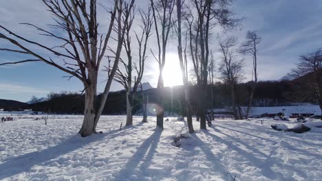 frosty forest at ushuaia in end of the world argentina