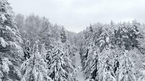 the aerial camera flies over samnam pine forest in snow front view a little high. cold temperature winter season