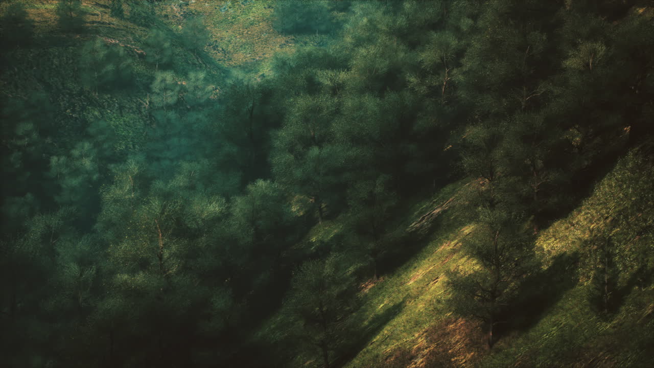 Vista aérea de un bosque verde y exuberante