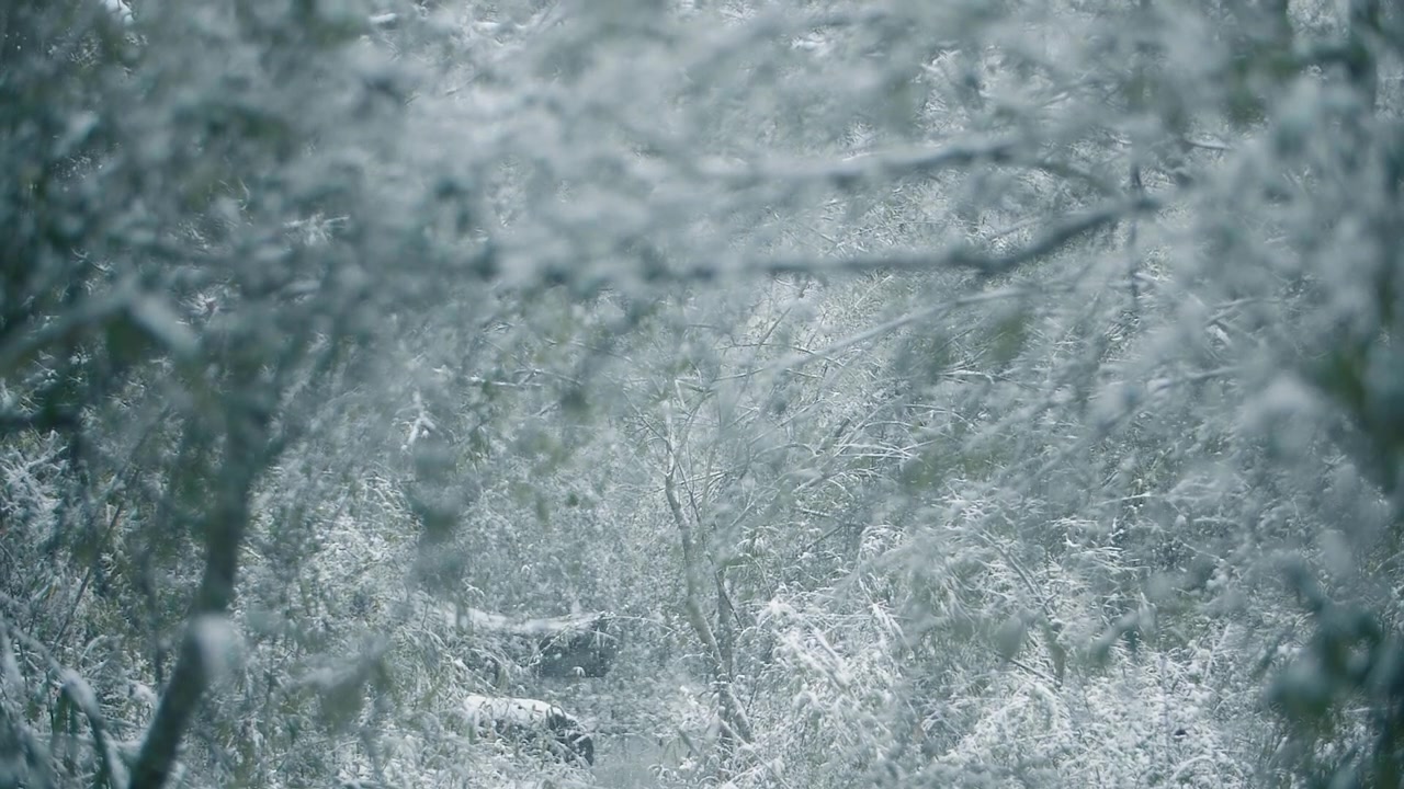 冬の緑の葉と枝に降る穏やかな雪