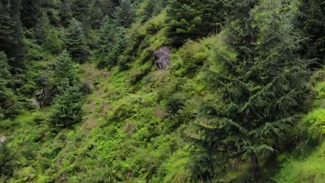 Bosque-Deodar-Manali-Himachal---El-Bosque-En-El-Bosque