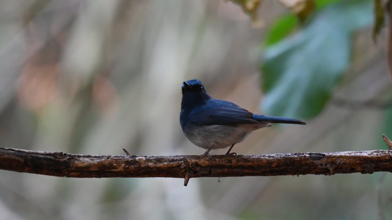 papamoscas azul hainan, cyornis hainanus, parque nacional kaeng krachan, tailandia