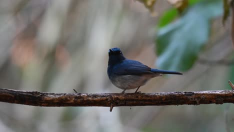 Papamoscas-Azul-De-Hainan,-Cyornis-Hainanus,-Parque-Nacional-Kaeng-Krachan,-Tailandia