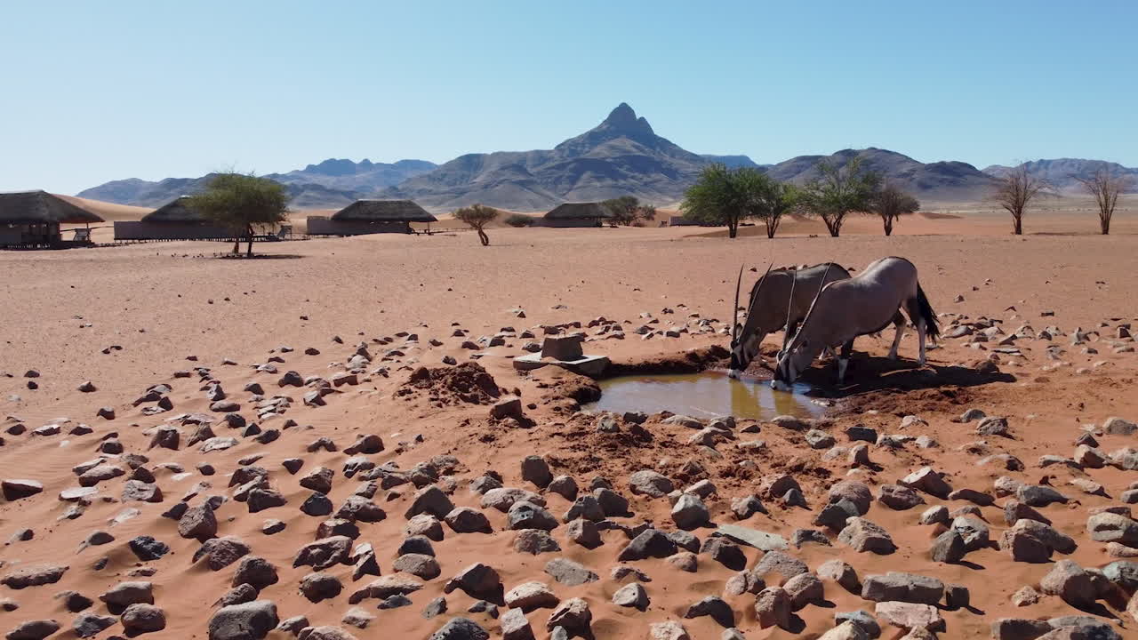 Oryx Drinking water in Namibia Africa