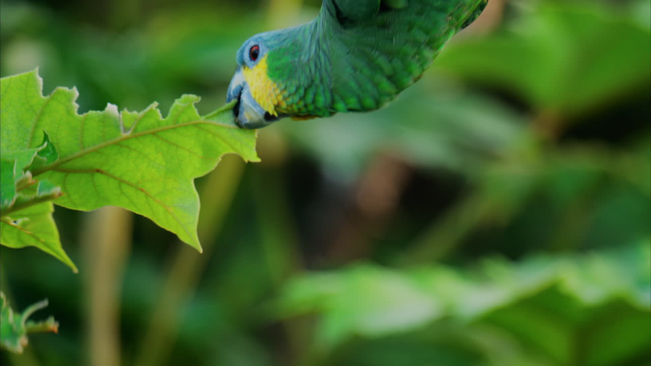 Close up of a green Macaw bird on a branch with a blurred background