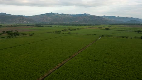 Aerial-of-Sugar-Cane-Crops-with-Mountains-in-Background