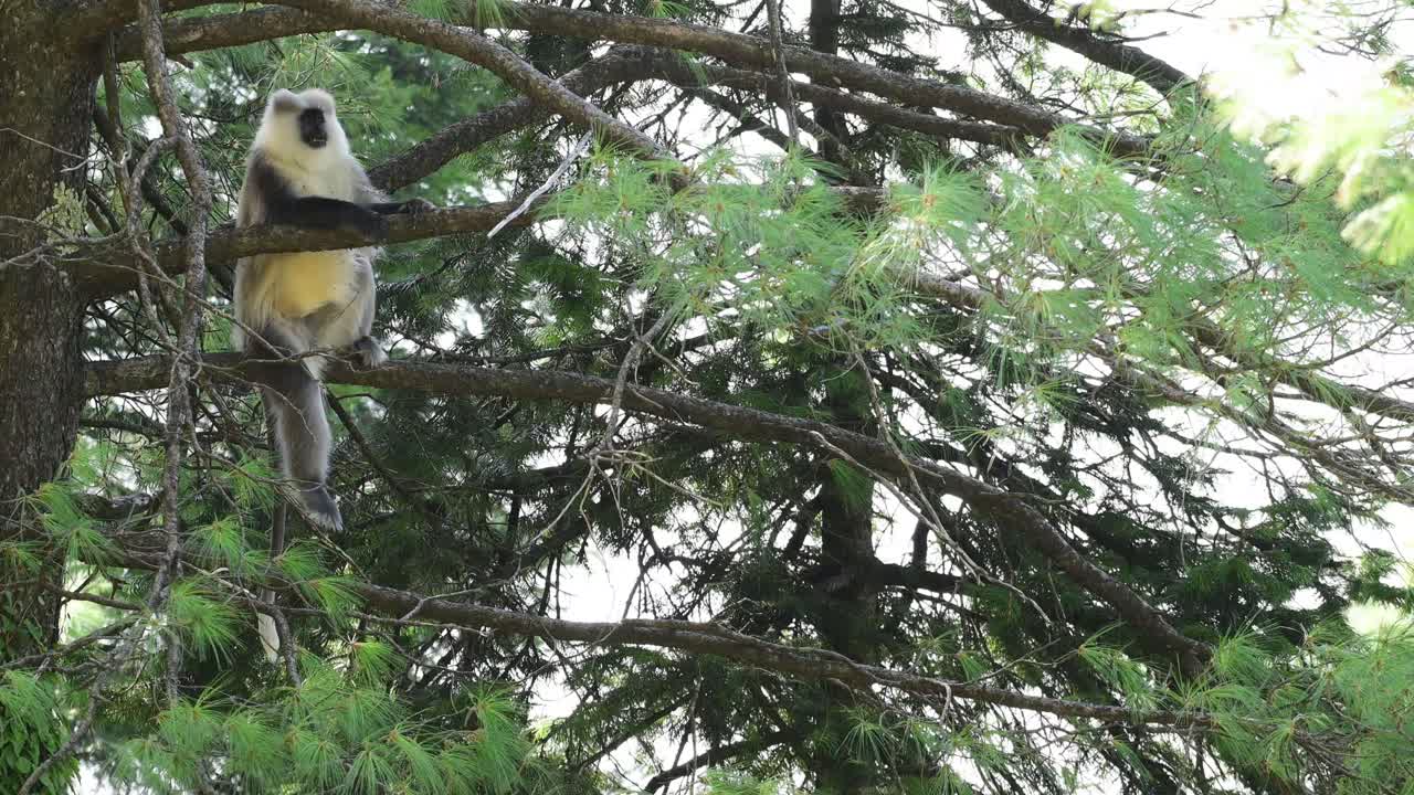 Grey Langur Monkey Sitting on a Tree Branch