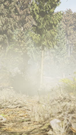 foggy forest path