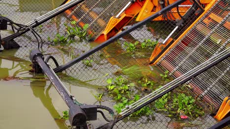 Aquatic-plant-on-the-drigger-boat