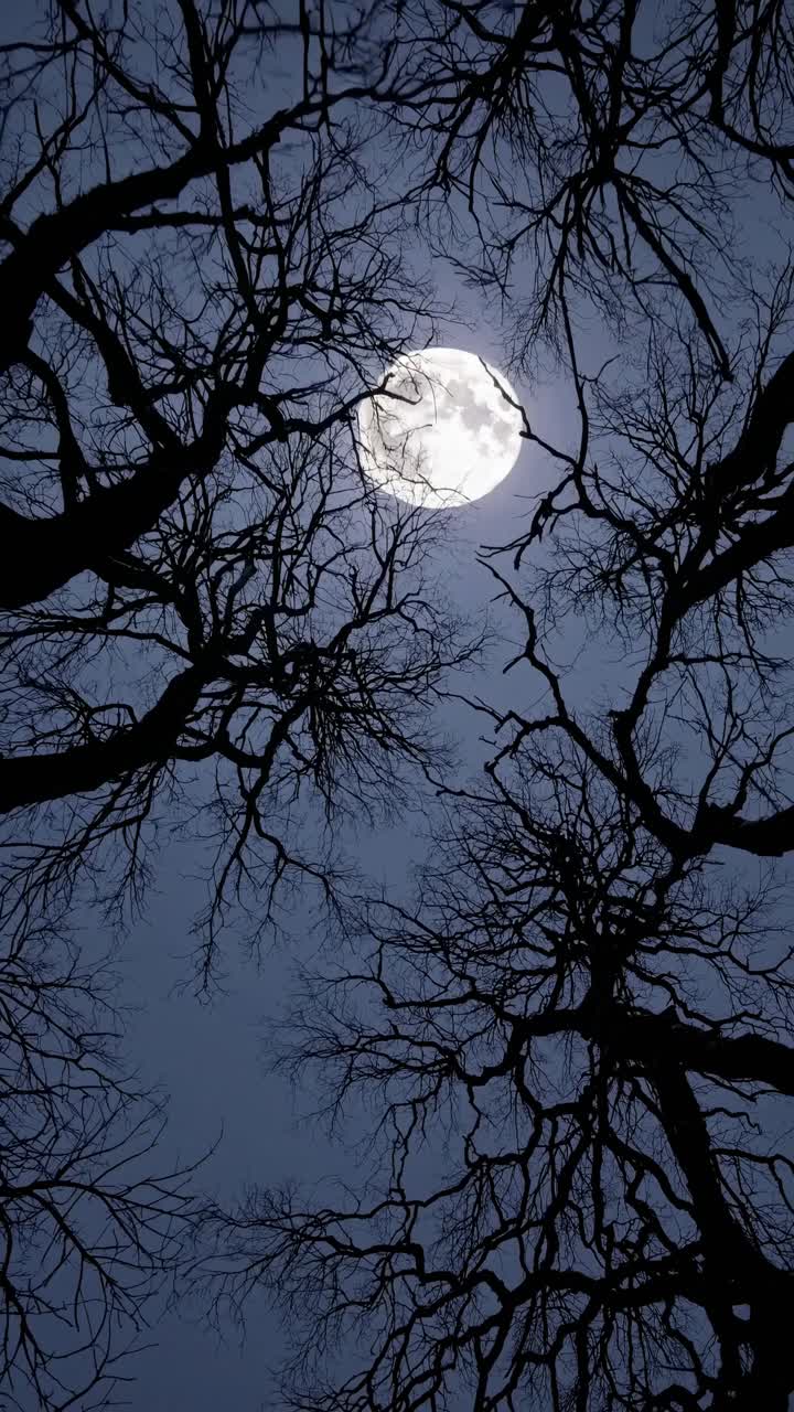 Una scena video suggestiva con una ripresa dal basso di una luna piena incorniciata dalle sagome di alberi contorti