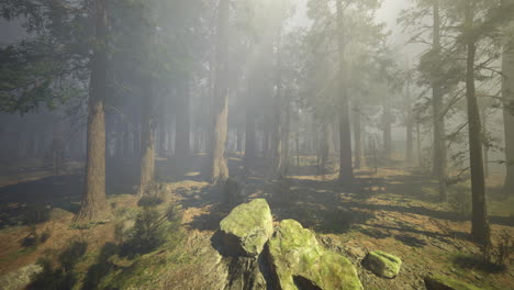 misty forest with sun rays filtering through tall trees during early morning