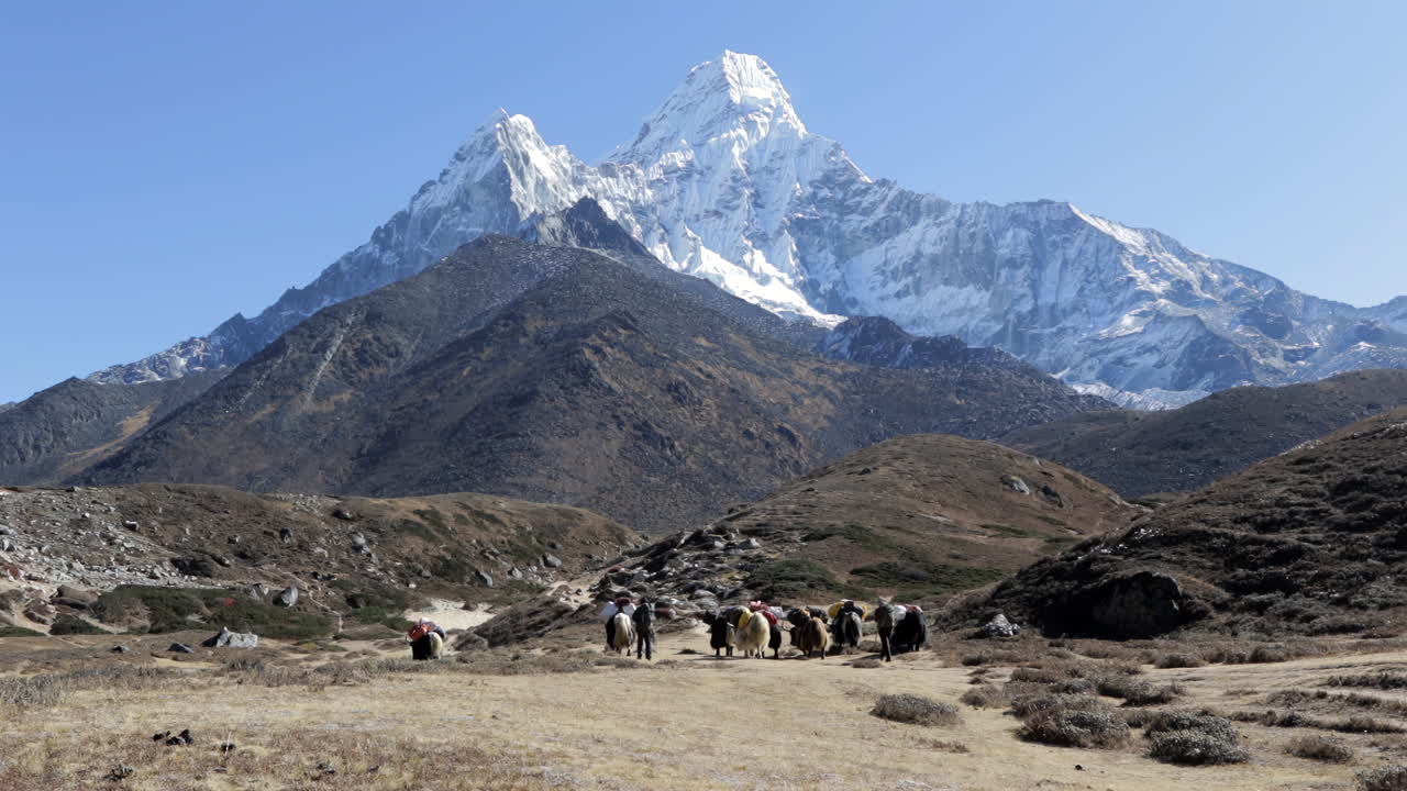 산의 아름다운 전망과 함께 아마 다블람의 베이스캠프를 향해 걸어가는 야크
