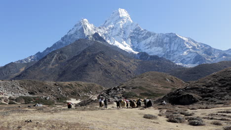 Yaks-Wandern-Zum-Basislager-Von-Ama-Dablam-Mit-Einer-Wunderschönen-Aussicht-Auf-Den-Berg