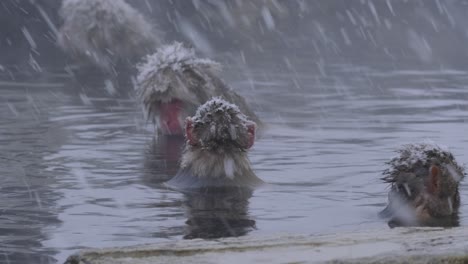 two baby monkeys enjoying hot spring