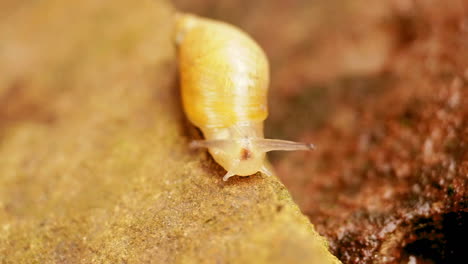 Garden-snail-moves-slowly-on-rock,-moving-its-eyestalks-and-olfactory-tentacles