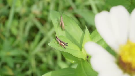 Imagen-Macro-De-Un-Saltamontes-En-Una-Hoja