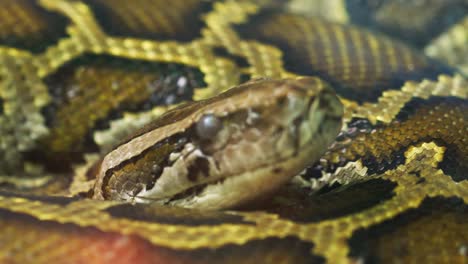 the burmese python curled up in the zoo.