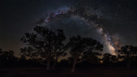 milky way over silhouetted trees at night