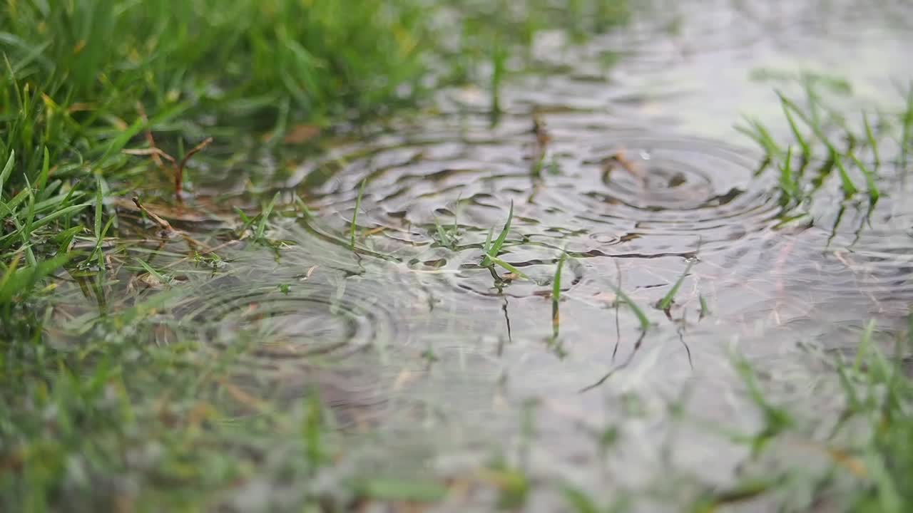 Raindrops Falling into a Puddle on Green Grass