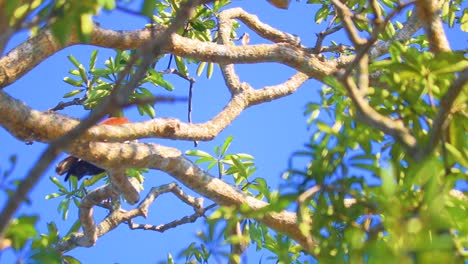 Eagle-bird-sitting-in-tall-vibrant-tree-branches-and-looking-for-prey