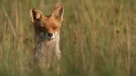 close-up of a lone fox in a grassy field intensely staring at the camera