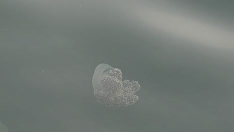 Jellyfish-swimming-slowly-on-the-surface-of-the-sea-near-the-coast-of-Dubai,-United-Arab-Emirates