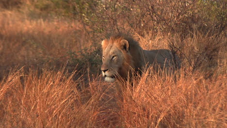 lion walks at sunset between tall grass, beautiful golden glow on the king