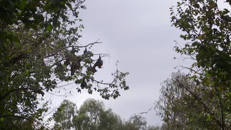 Fledermäuse-Hängen-Tagsüber-Im-Baum,-Andere-Fledermäuse-Fliegen-Australien,-Gippsland,-Victoria,-Maffra