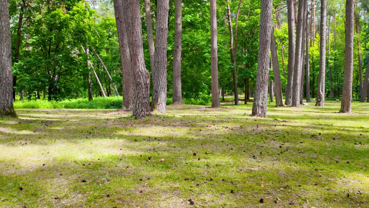 Sunny summer forest with tall pine and deciduous trees, green grass, and scattered pine cones on the ground. Peaceful natural woodland scenery, no people visible, zooming out