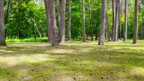 sunny summer forest with tall pine and deciduous trees, green grass, and scattered pine cones on the ground. peaceful natural woodland scenery, no people visible, zooming out