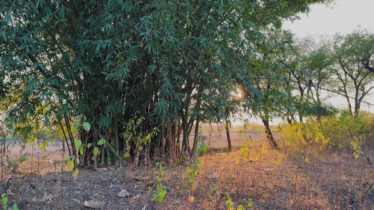 Carrellata che passa attraverso un fitto boschetto di bambù mentre la calda luce dell'alba filtra tra le foglie, proiettando lunghe ombre sul terreno asciutto e sugli alberi sparsi in un paesaggio rurale.