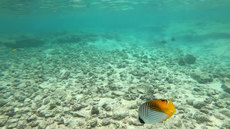 Niño-Buceando-Bajo-El-Agua-En-Hawai-Con-Peces-Tropicales