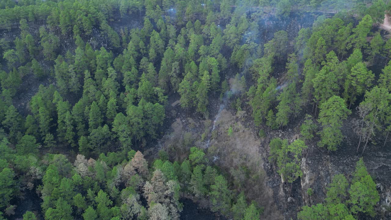 Aerial view of wildfire destruction in pine forest, Environmental crisis, Honduras