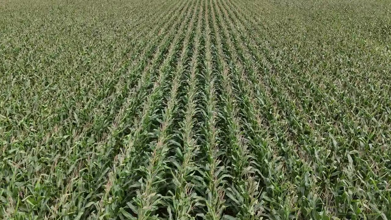 Landscape drone aerial looking forward at green corn crop rows while moving forward over a farm field in Manitoba, Canada during summer.