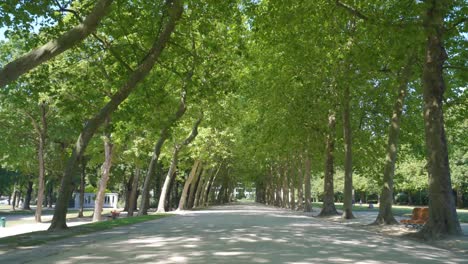 Forward-Dolly-Shot-Auf-Symmetrischem-Parkweg-Mit-Grünen-Bäumen-Und-Laub-Auf-Der-Seite-Der-Parkstraße