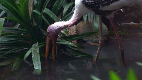 close up shot capturing a wading bird painted stork, mycteria leucocephala wade in shallow water to forage for food