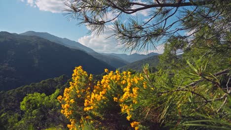 El-Foco-Cambia-De-Las-Flores-En-Primer-Plano-A-Las-Montañas-En-El-Fondo