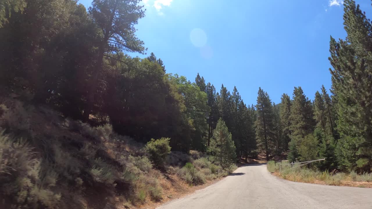conducir debajo y entre los árboles a lo largo de una carretera de montaña en un bosque denso - punto de vista del conductor