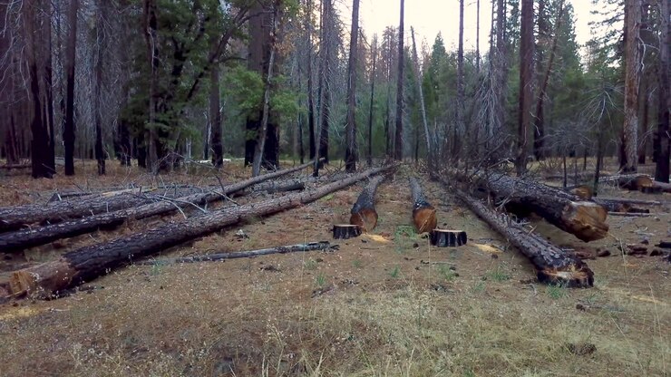 Ripresa aerea circolare a bassa quota di alberi bruciati nel Parco di Yosemite dopo un incendio