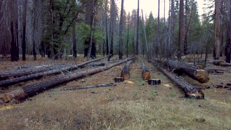 disparo aéreo bajo en círculos de árboles quemados en el parque yosemite después del incendio