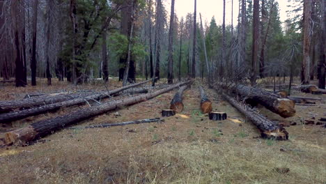 low aerial circling shot of burnt trees in yosemite park after fire