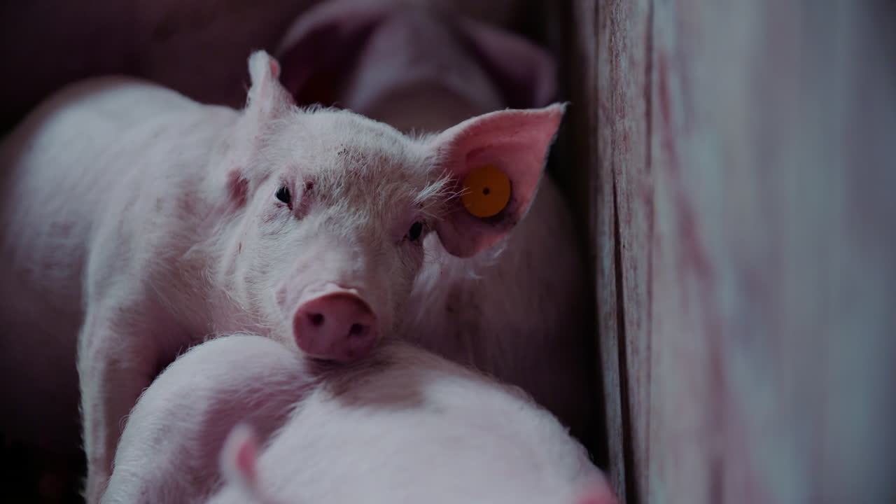 A group of piglets in a pen