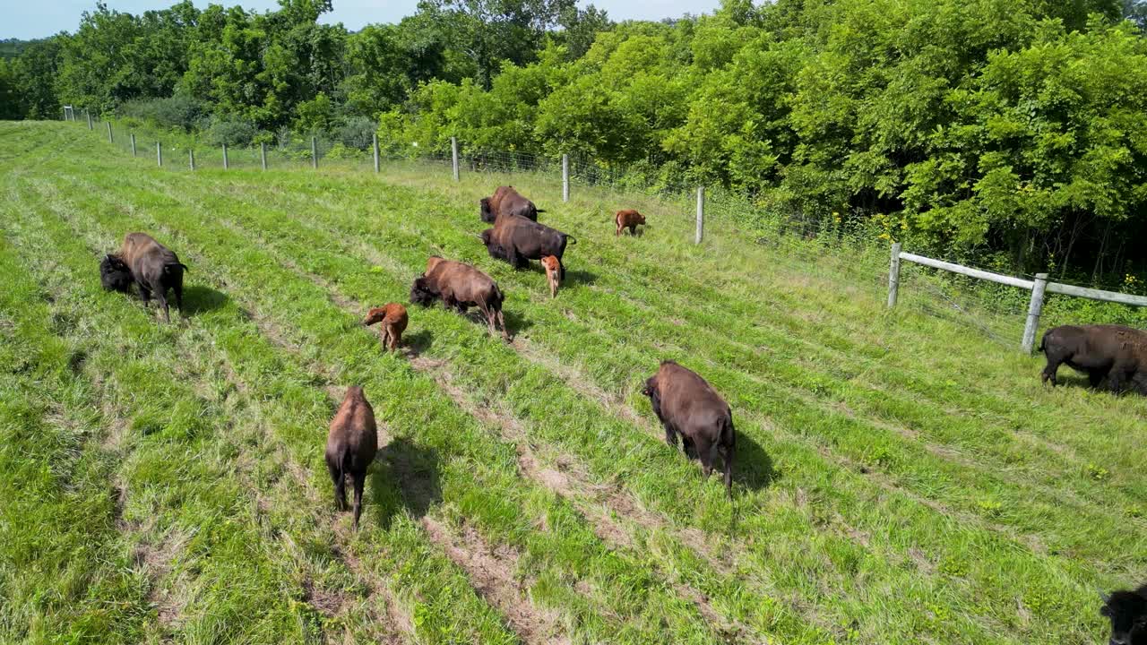 Luftfoto af bisonflok fra oven, der græsser på græsland
