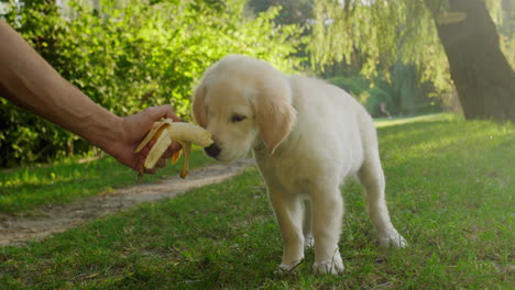 un lindo cachorro de golden retriever se come un plátano de la mano del dueño
