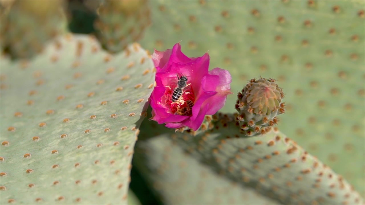Pollination - bees on a flower from a prickly pear cactus, Opuntia, Arizona