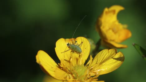a bush-cricket nymph perched on a buttercup flower in late spring. england. uk