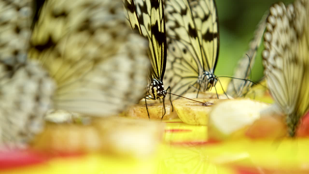 Close up of a Flutter of Beautiful Tropical Yellow Butterflies Feeding on Bananas